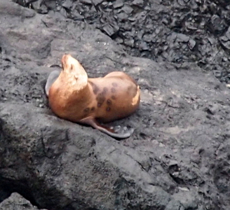 [Sea lion with light brown fur and what appear to be sting marks on its back is lying on the rocky ground.]